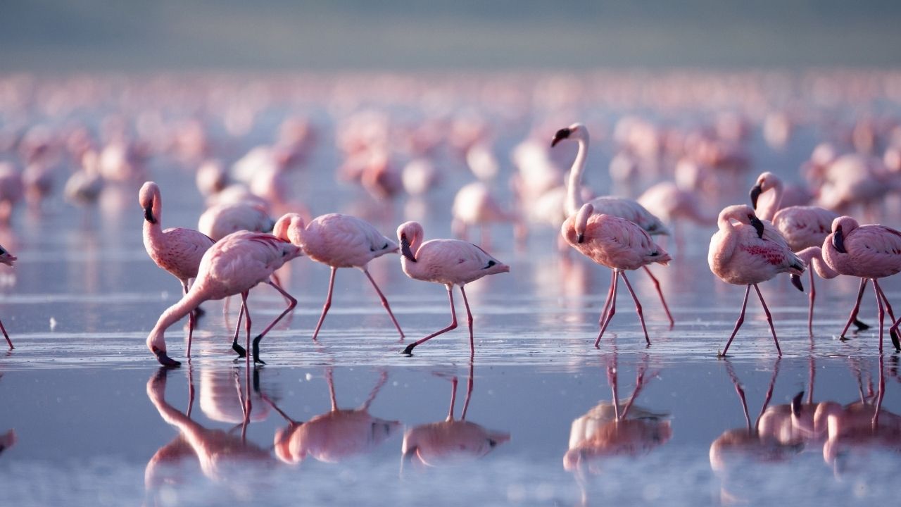 Lago Nakuru