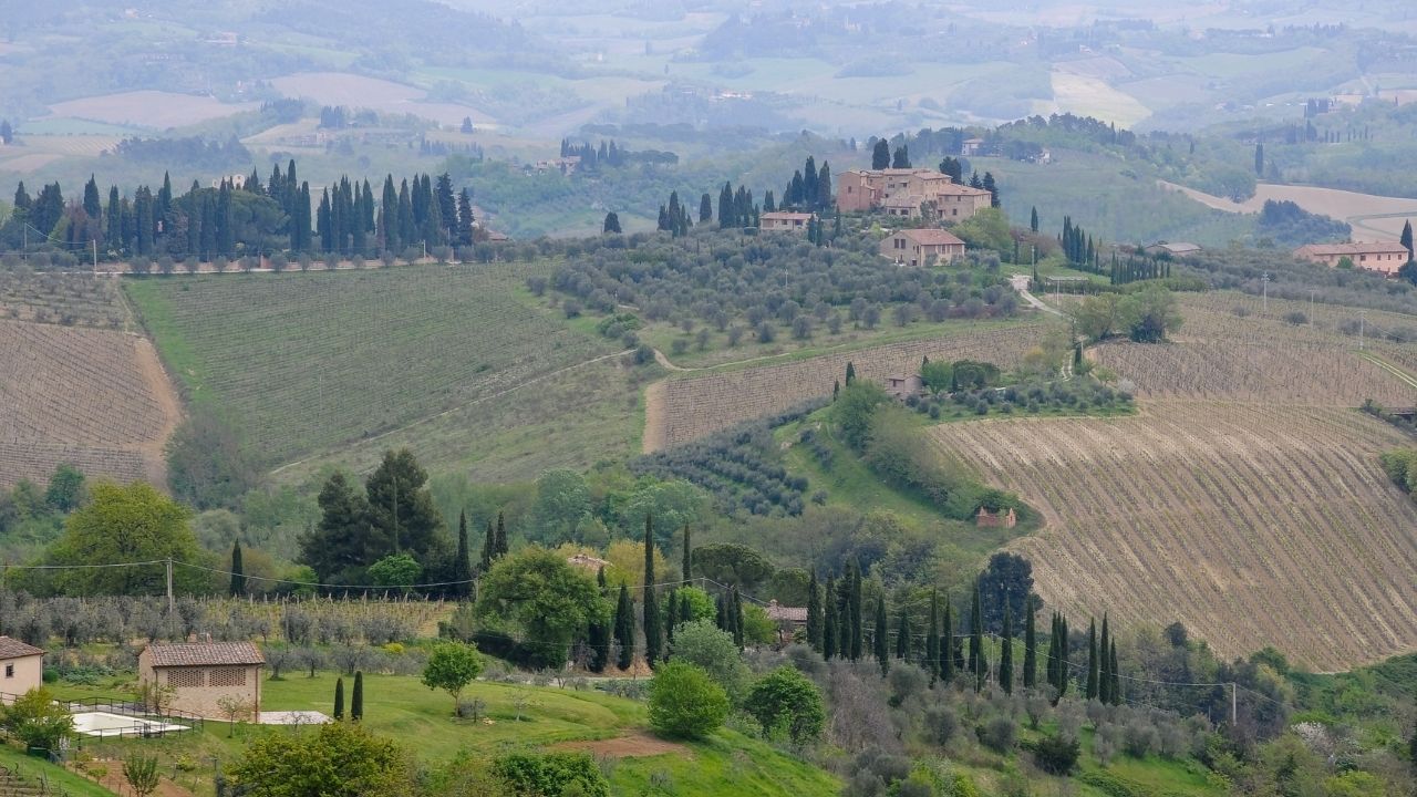 Vernaccia