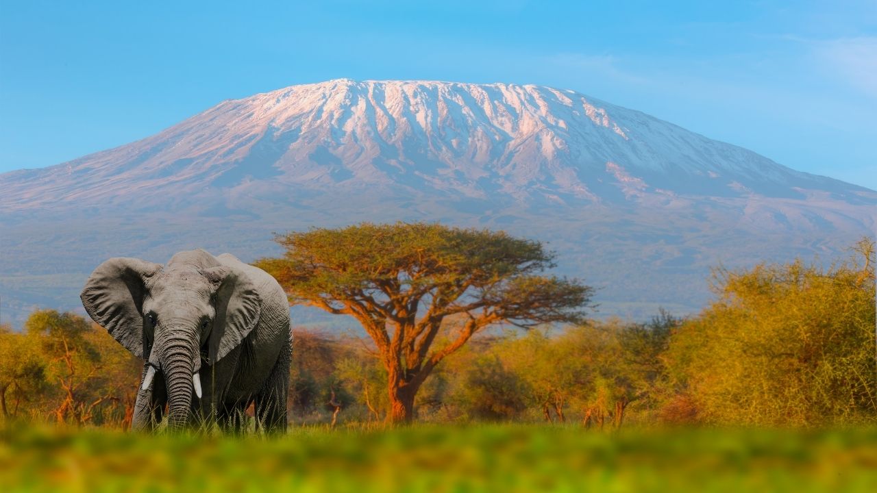 kilimanjaro