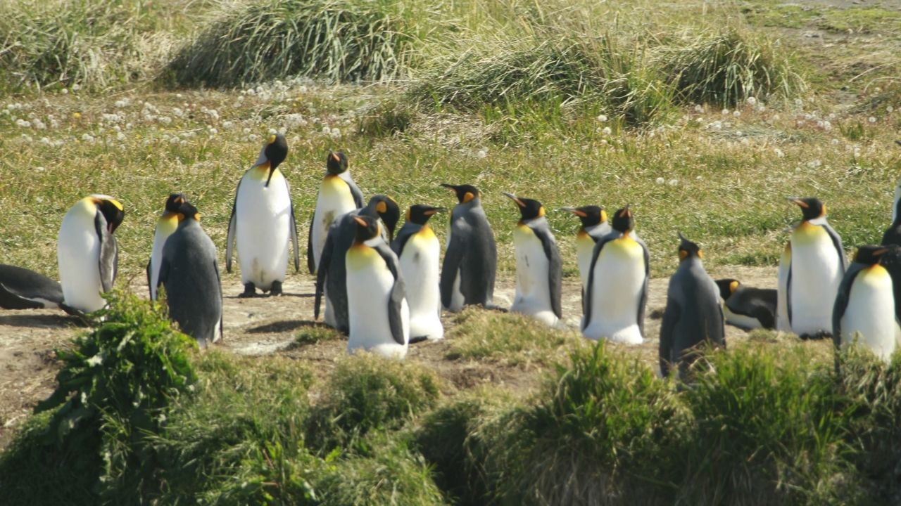 P.N. Tierra de Fuego1