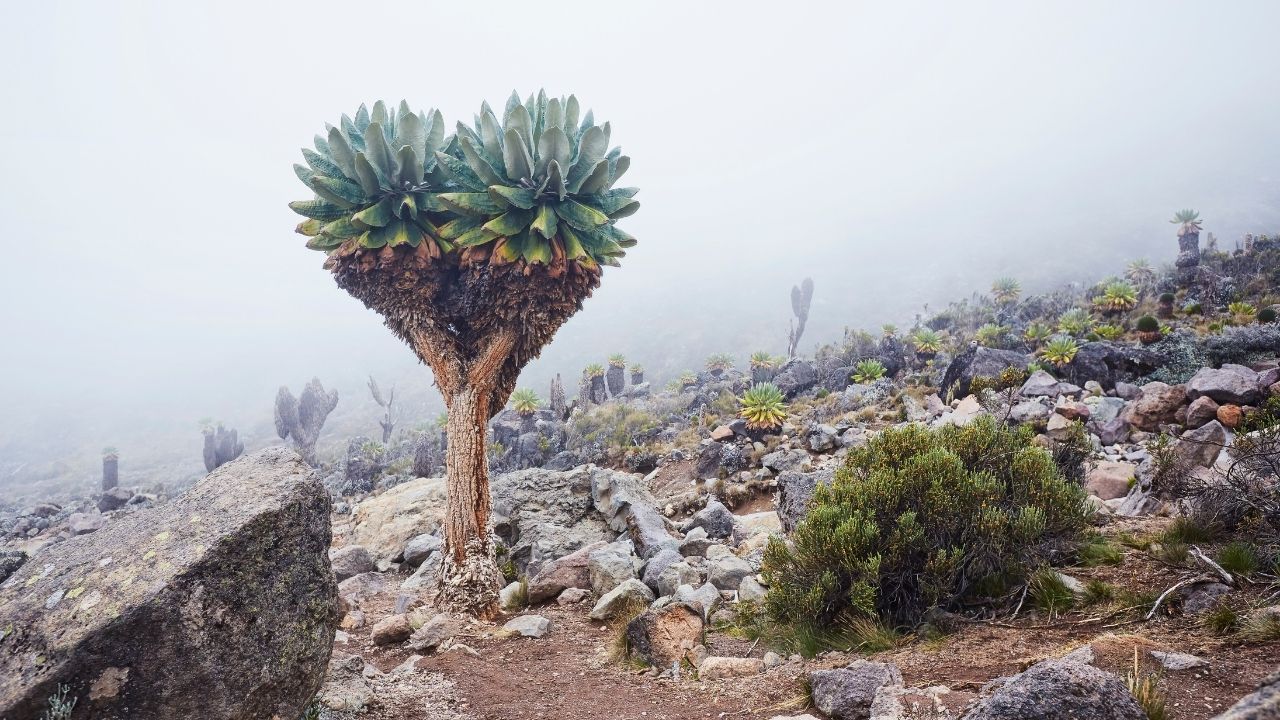 KARANGA1