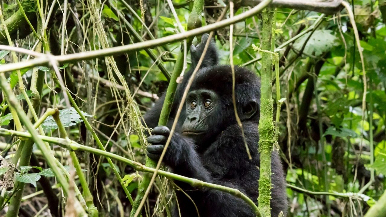 trekking con gorilas1