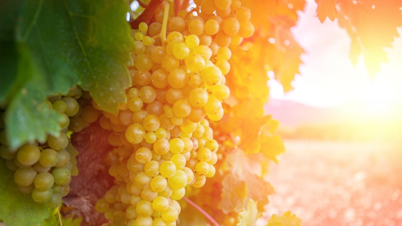 LA RIOJA1