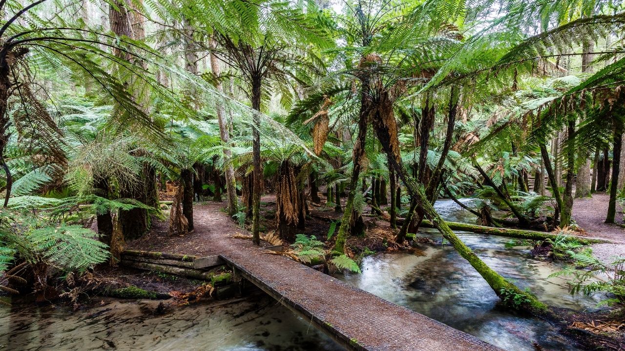 Rotorua1