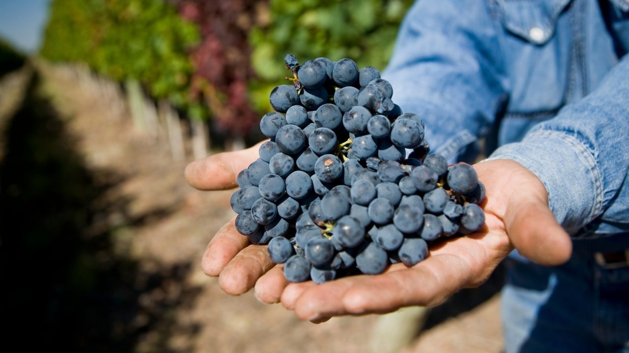MALBEC