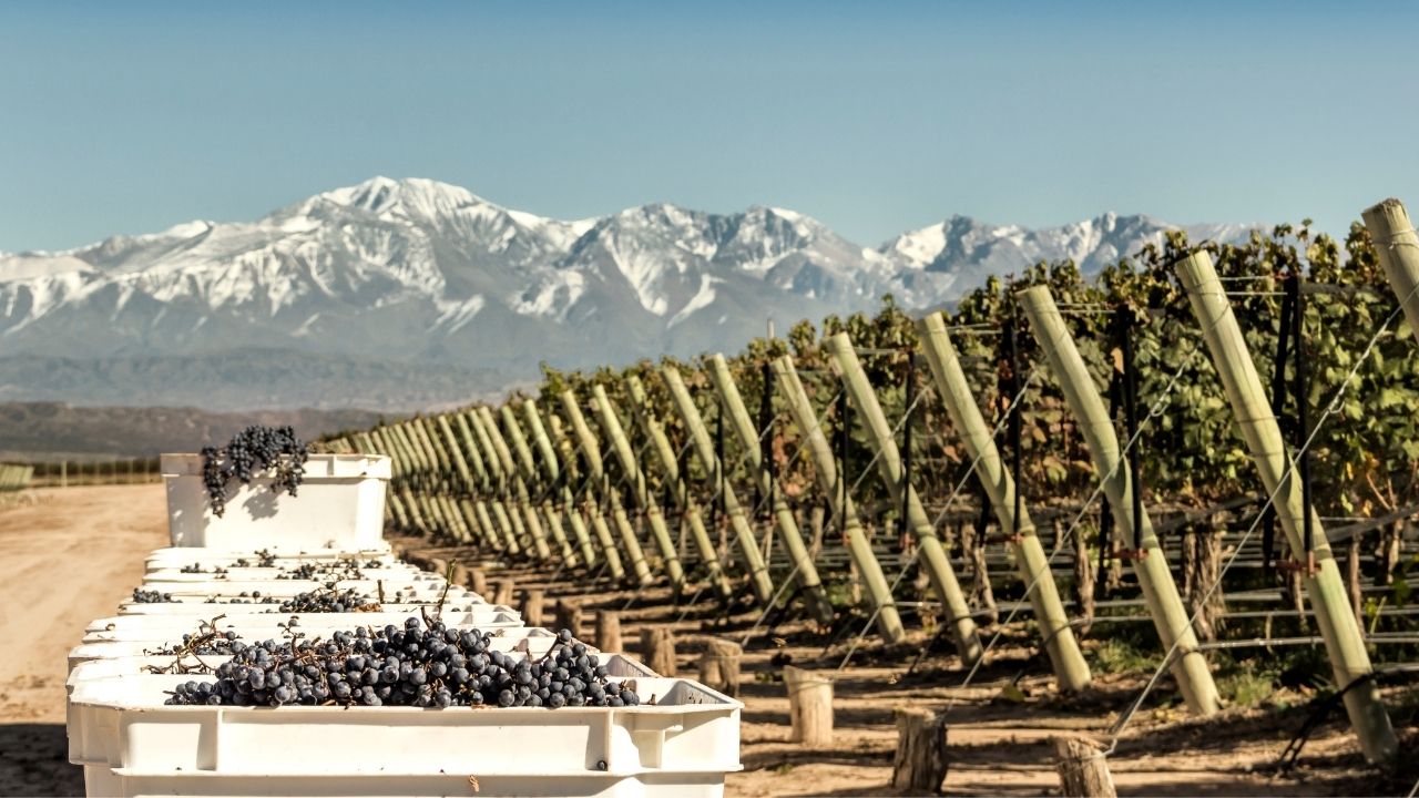 MALBEC1