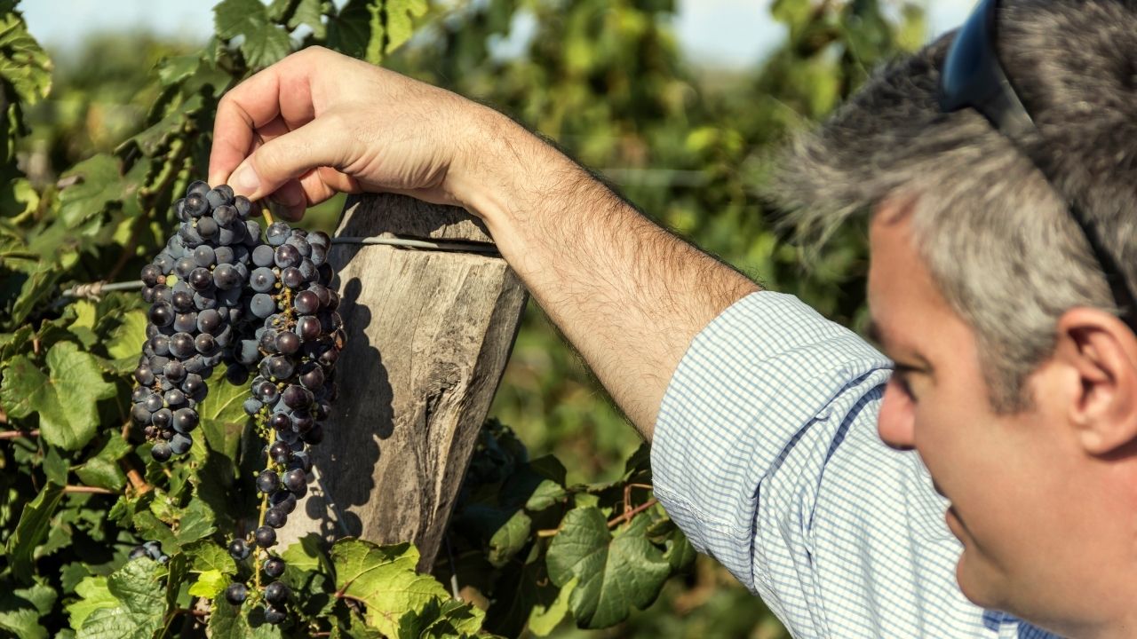 MALBEC4