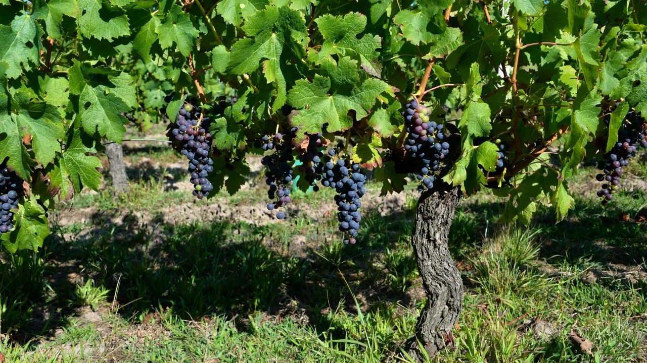 viñedos